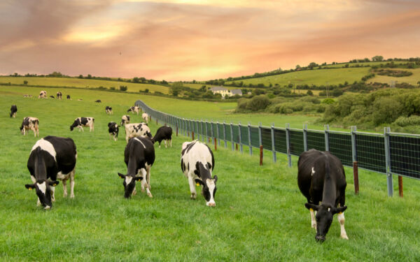 Solarzaun von MAXX SOLAR