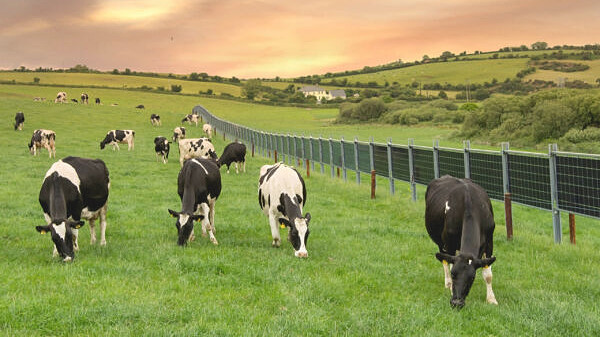 Solarzaun MAXX SOLAR für Landwirtschaft Solarzaun MAXX SOLAR für Landwirtschaft